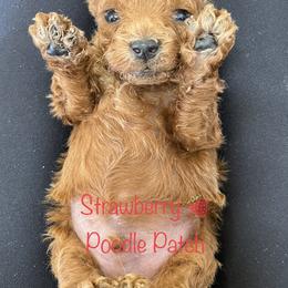 Poodle Puppies from Strawberry Poodle Patch