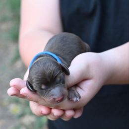 Blue Collar - Chocolate and tan male Dachshund puppy in Merkel, Texas from Ragan's Little Dachshunds