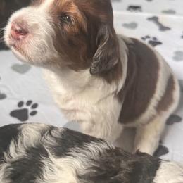 Bernedoodle, Cockapoo, and Goldendoodle Puppies from Avery Doodle Day LLC