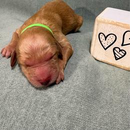 Sage - Apricot male Goldendoodle puppy in Rochester, New York from Willowgreen Goldendoodles