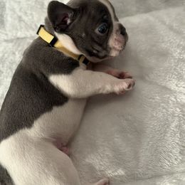 French Bulldog Puppies from Puget Sound Frenchies