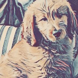 Goldendoodle Puppies from Carefree Goldendoodles