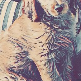 Goldendoodle Puppies from Carefree Goldendoodles
