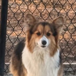 Rhil - Pembroke Welsh Corgi