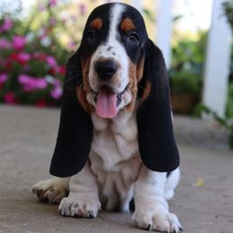 Poppy - Black brown and white female Basset Hound puppy in Pollock, Missouri from Northstar