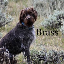 Brass - Wirehaired Pointing Griffon