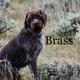 Brass