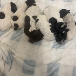 Boy 3 - male German Shorthaired Pointer puppy in Hardeman County, Tennessee from Howell Farm GSP