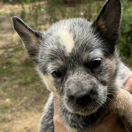 Girl 1 - Australian Cattle Dog puppy from BMK Heelers