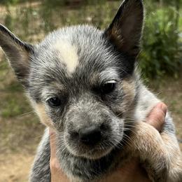 Girl 1 - Australian Cattle Dog puppy from BMK Heelers