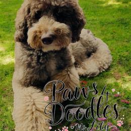 Lily - Bernedoodle