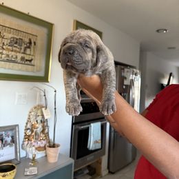 Boy 1 - Cane Corso puppy from Revolutions Kennel