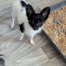 AKC boy 1 - White black and tan male Papillon puppy in Joshua, Texas from Summertime Kennels