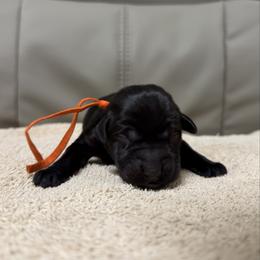 Lucky Charms - Black male Labrador Retriever puppy in Dickson, Tennessee from Cane Creek Labradors