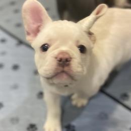 Crimson - Cream French Bulldog puppy in Palmdale, California from Tickled Frenchies