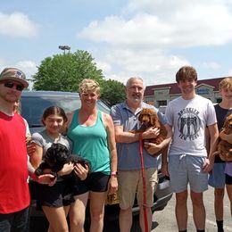 Cockapoo, Double Doodle, Goldendoodle, Poodle, and Shihpoo Puppies from Peace, Love, and Puppies at the Creek