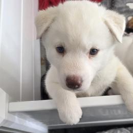 Girl 2 - female Siberian Husky puppy in Stone Mountain, Georgia from House Callihan-Walker Kennel