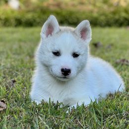 Siberian Husky Puppies from Pride Rock Siberians