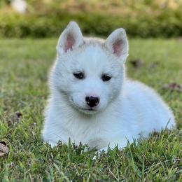 Siberian Husky Puppies from Pride Rock Siberians