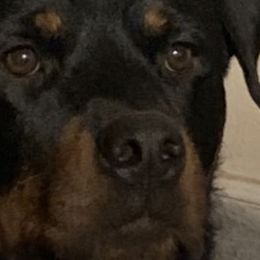 Rottweilers from Nanette Myers