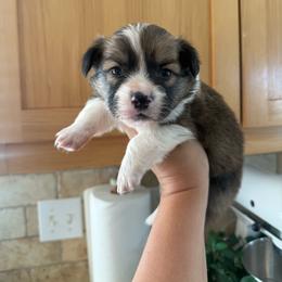 Comet - White and red male Pembroke Welsh Corgi puppy in Red Bluff, California from Wilder Ranch Corgis
