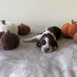 Toad - Liver white and roan male English Springer Spaniel puppy in Saratoga Springs, New York from Saratoga Springers NY
