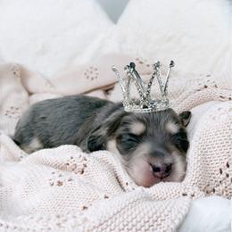 Cobalt - Blue and cream male Dachshund puppy in Redding, California from Jean & Mae Doxies