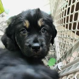 Tibetan Mastiff Puppies from Wanderlust Tibetan Mastiffs