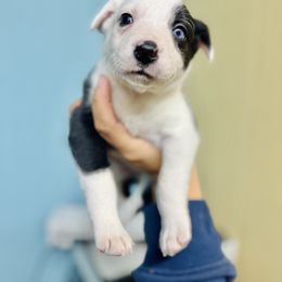 Zenyatta - Black and white female Border Collie puppy in Oakley, California from Von Guadachi German Shepherds & Audacity Border Collies