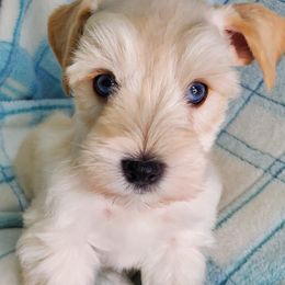 Miniature Schnauzers from Annie's Country Schnauzers
