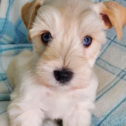Miniature Schnauzers from Annie's Country Schnauzers
