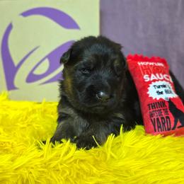 Chalupa (Purple Collar) - Black and red female German Shepherd puppy in Gig Harbor, Washington from Crescent Lake Shepherds