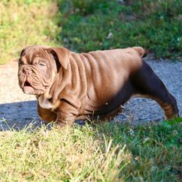 Caramel - Chocolate tri-color male Bulldog puppy in Zionsville, Indiana from Midwest Bulldogs