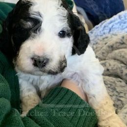 Bernedoodle Puppies from Natchez Trace Doodles