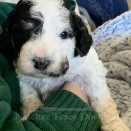 Bernedoodle Puppies from Natchez Trace Doodles