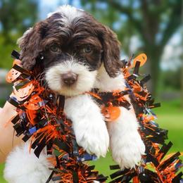 Tank - Chocolate male Australian Labradoodle puppy in Dawson, Georgia from Still Pond Australian Labradoodles