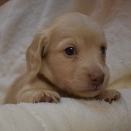 Dilly - Cream Dachshund puppy in Coeur D Alene, Idaho from Discovery Dachs