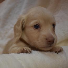 Dilly - Cream Dachshund puppy in Coeur D Alene, Idaho from Discovery Dachs