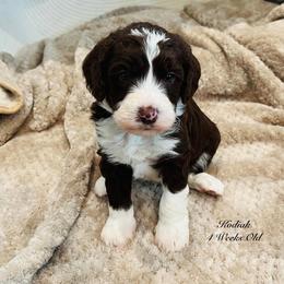 Kodiak- Male Reservation 1 - Brown and white male Sheepadoodle puppy in Spokane, Washington from Downriver Doodles
