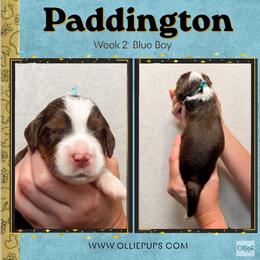 Paddington (Blue Boy) - Tri-color male Bernedoodle puppy in Boiling Springs, South Carolina from OlliePups, LLC