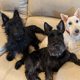 Scottish Terriers from Bellendaine Scotties
