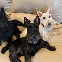 Scottish Terriers from Bellendaine Scotties