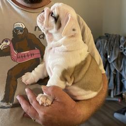 Bulldog Puppies from Semper Fi Bulldogs