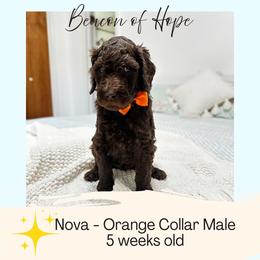 Nova - Chocolate male Goldendoodle puppy in Montgomery, Texas from Dacus Doodles