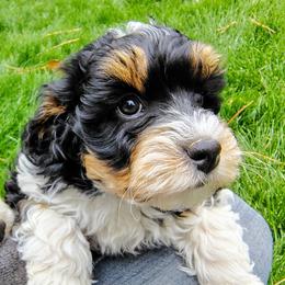 Baby - Tri-color female Bernedoodle puppy in Bountiful, Utah from Red Brick Doodles
