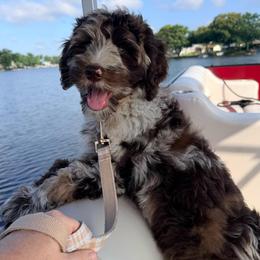 Atlas - Merle male Goldendoodle puppy in Soddy Daisy, Tennessee from The W Doods