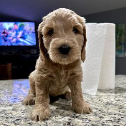 Sadie - Apricot female Goldendoodle puppy in Salem, Oregon from Capital Doodles