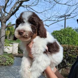 Chestnut Noel - Parti male Poodle puppy in Corona, California from Garden Of Poodles