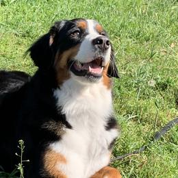 Bernese Mountain Dogs from Triple Heart Bernese Mountain Dogs
