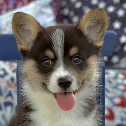 American Corgis and Pembroke Welsh Corgis from High Cotton Corgis